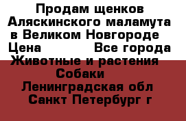 Продам щенков Аляскинского маламута в Великом Новгороде › Цена ­ 5 000 - Все города Животные и растения » Собаки   . Ленинградская обл.,Санкт-Петербург г.